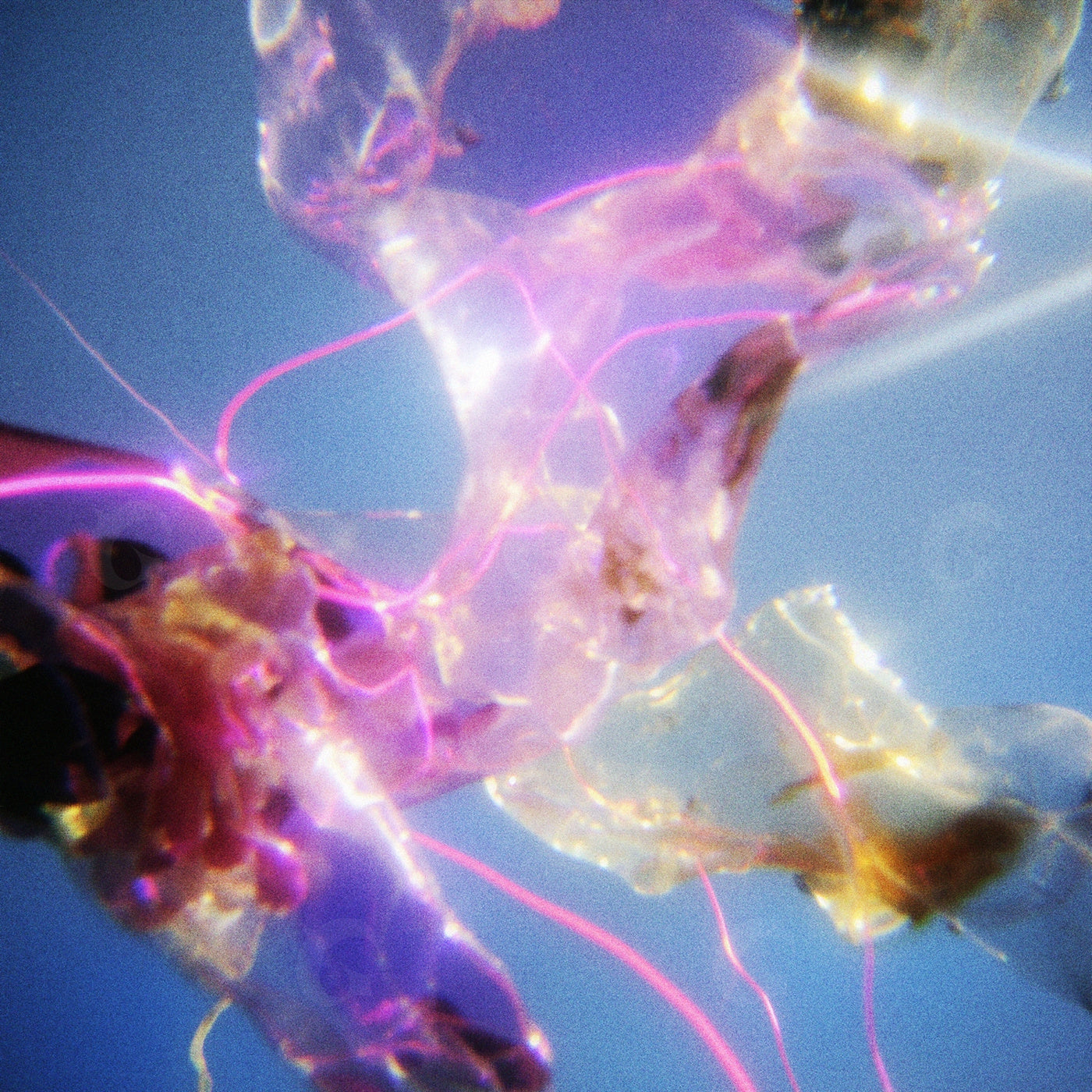 Floating neon seaforms