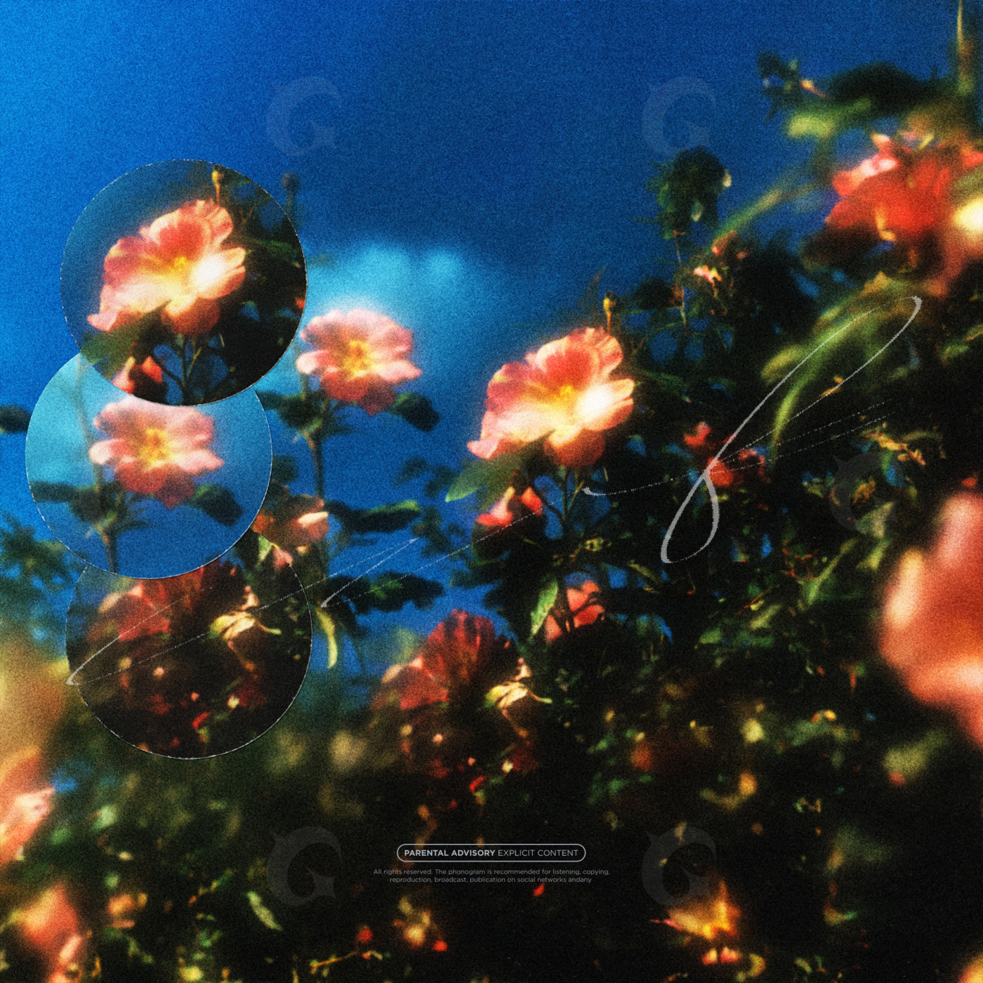 Midnight garden bloom