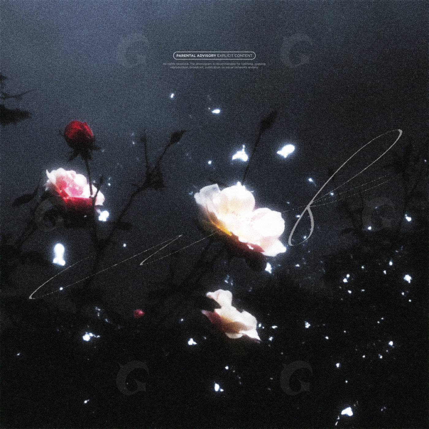 Night garden roses