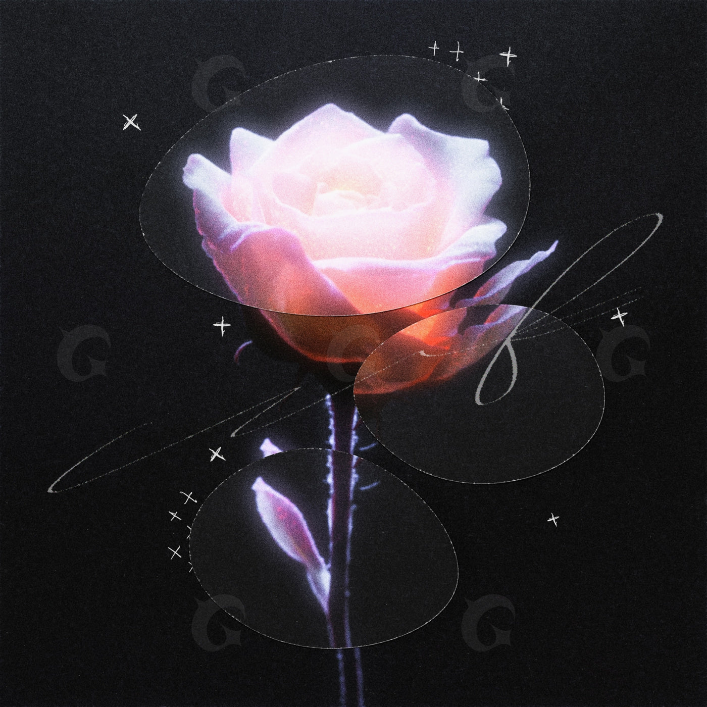 Glowing rose stem