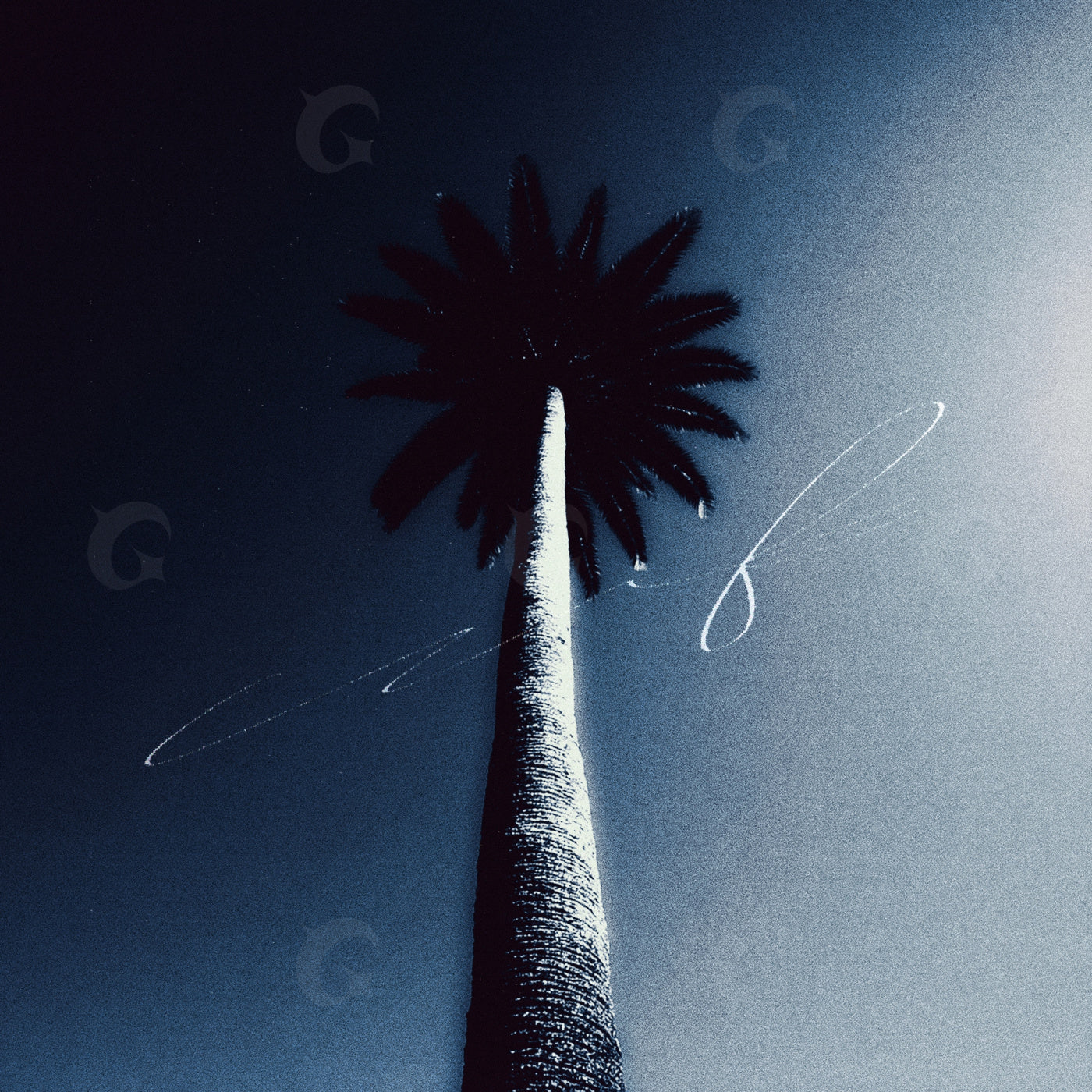 Towering palm night