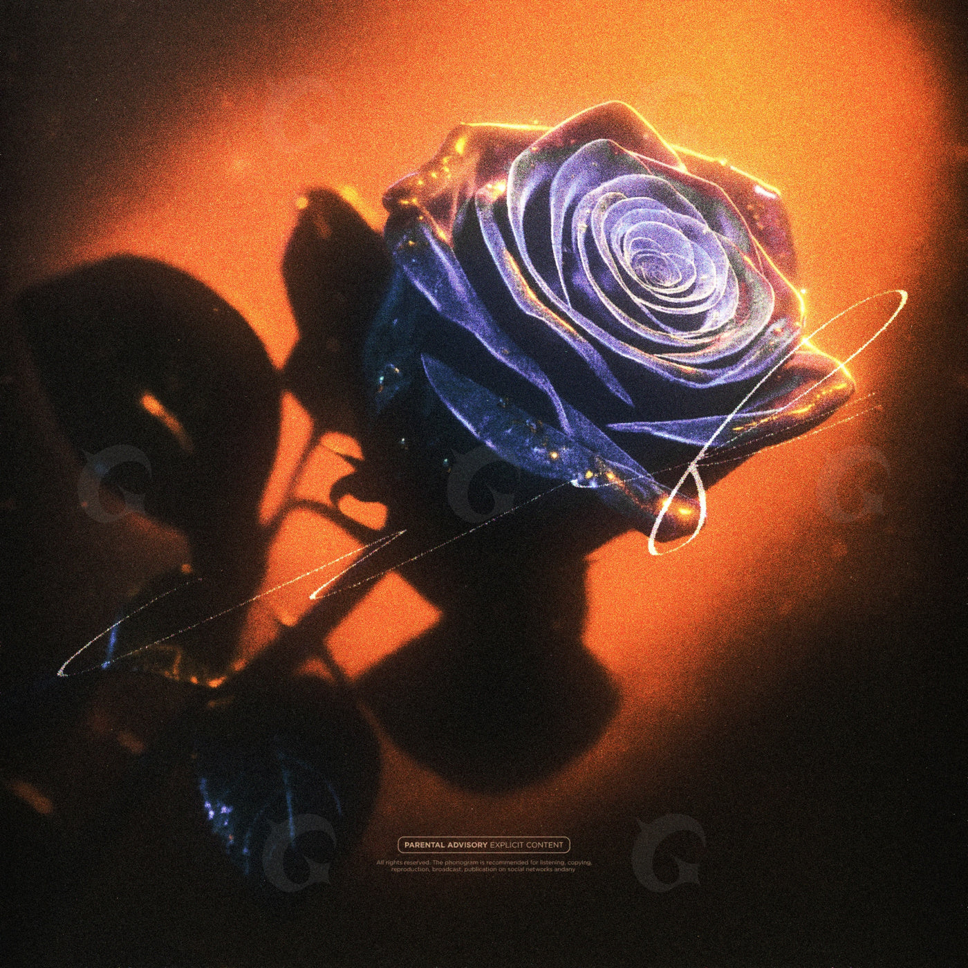 Luminous rose bloom