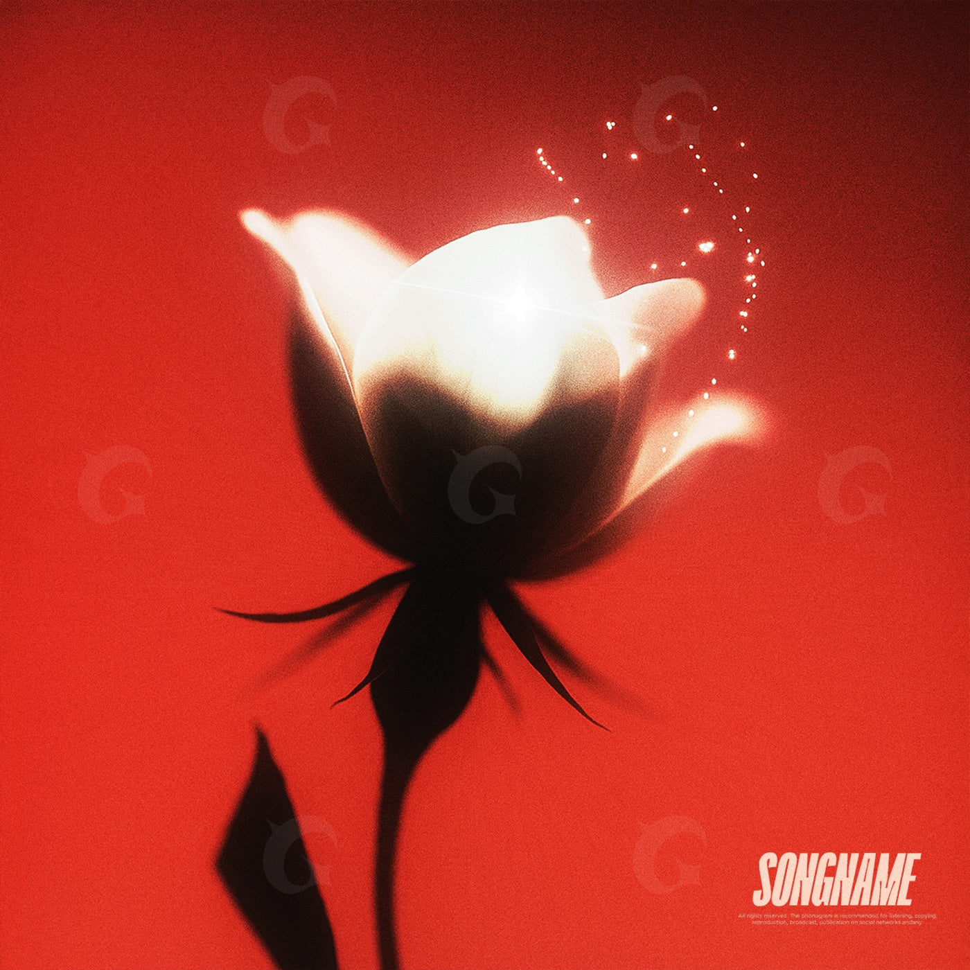Luminous rose bloom