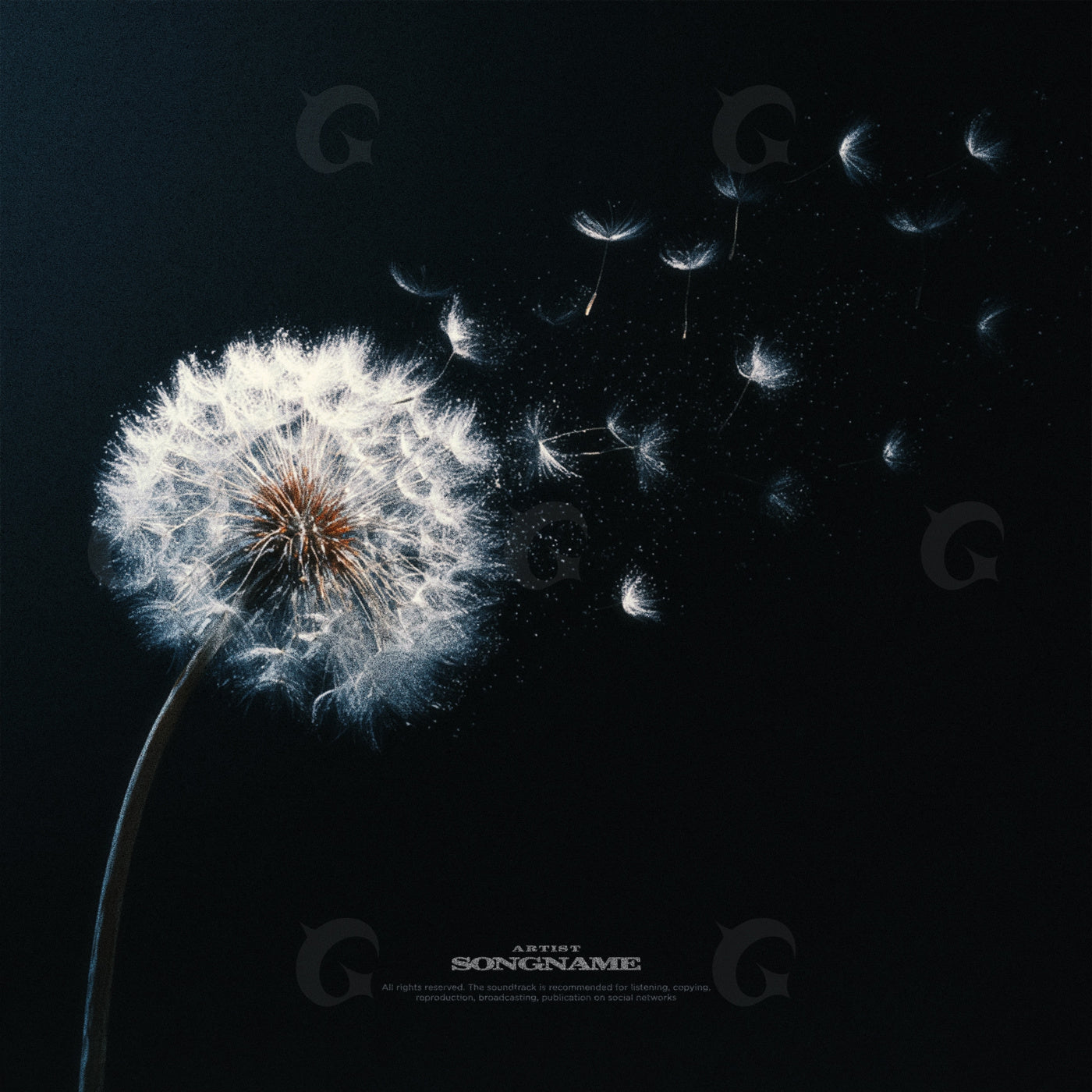 Dandelion seeds sailing