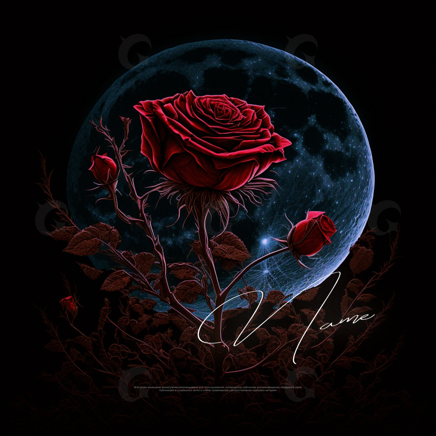 Moonlit rose bloom