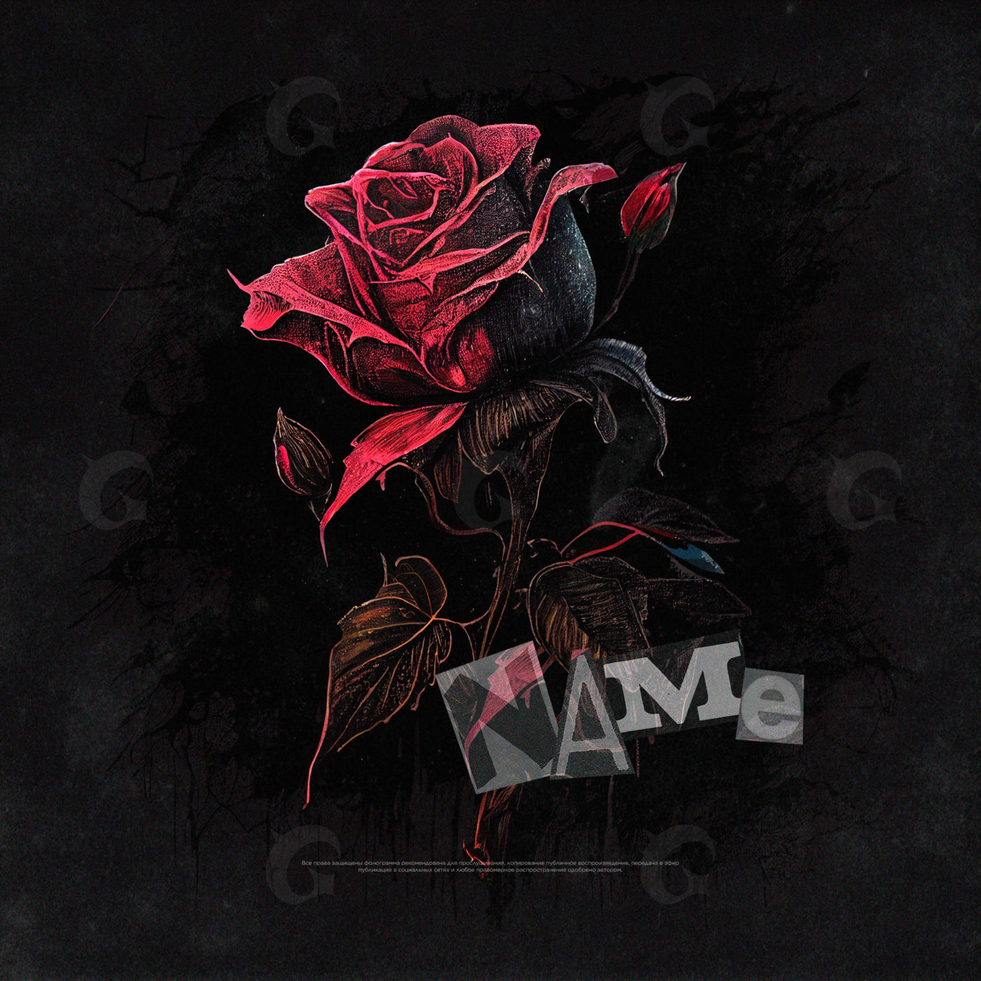 Midnight rose bloom