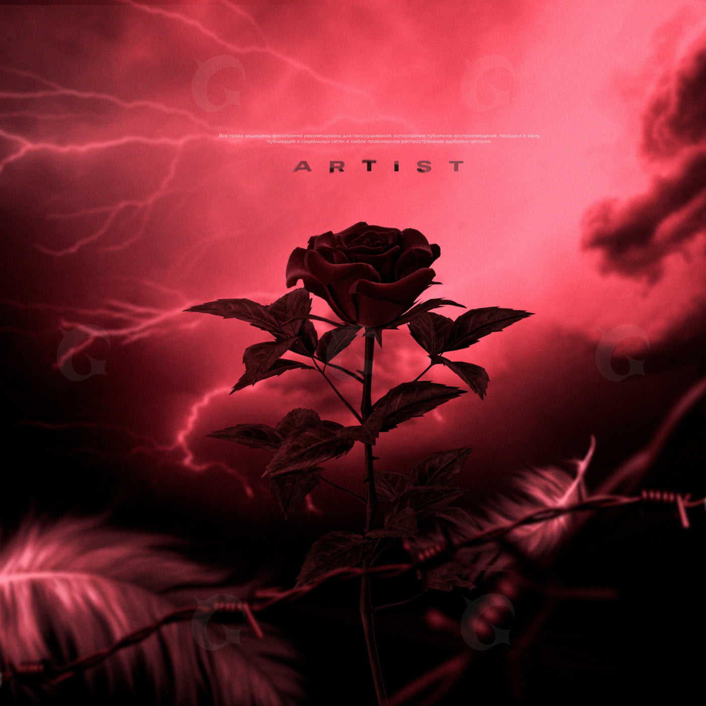 Rose amidst storm