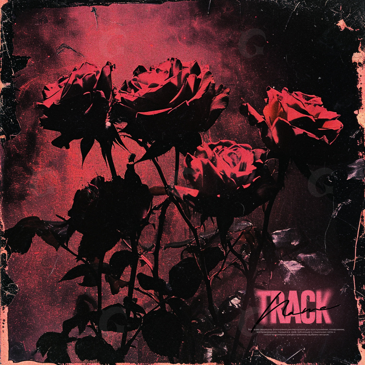 Midnight rose bloom