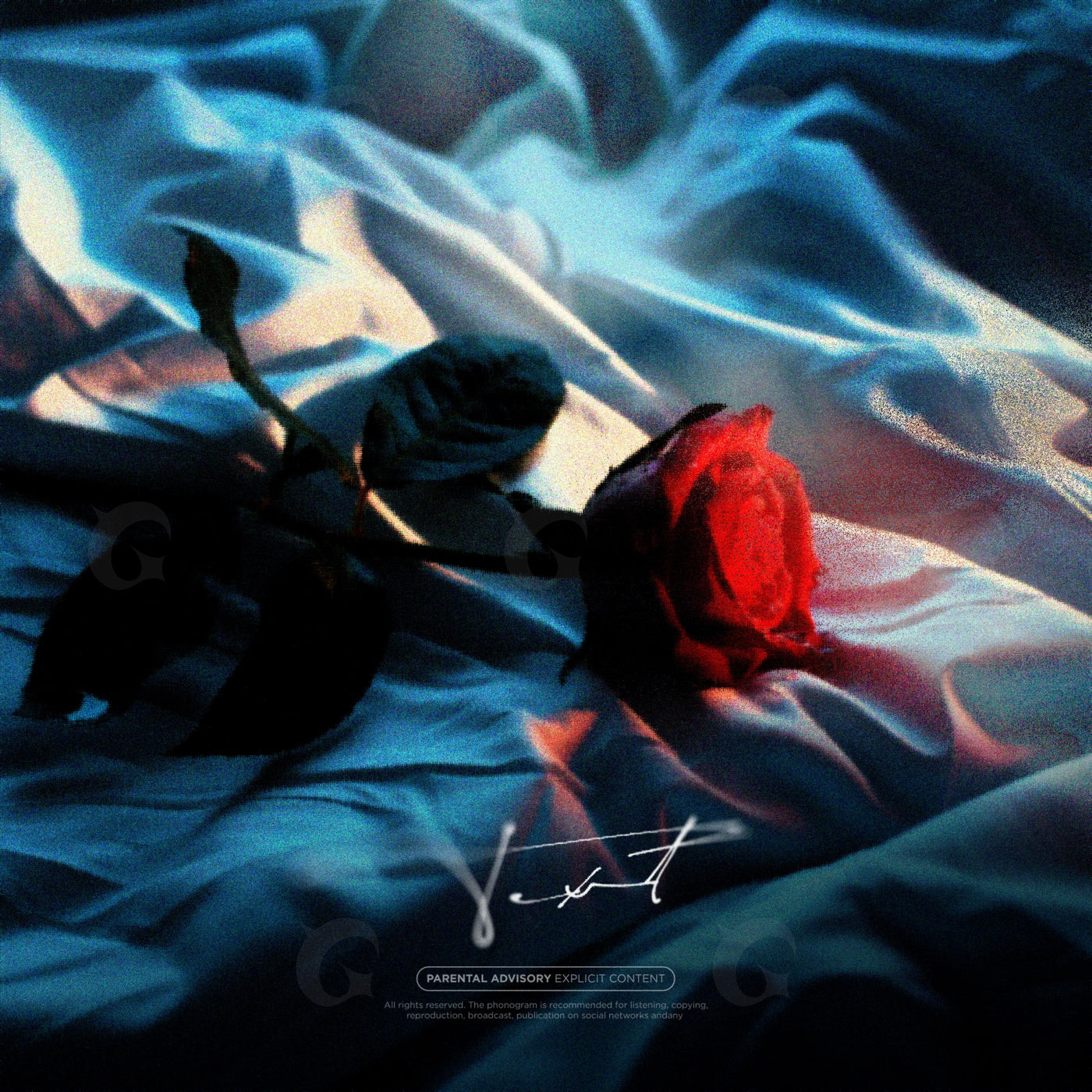 Rose on silk