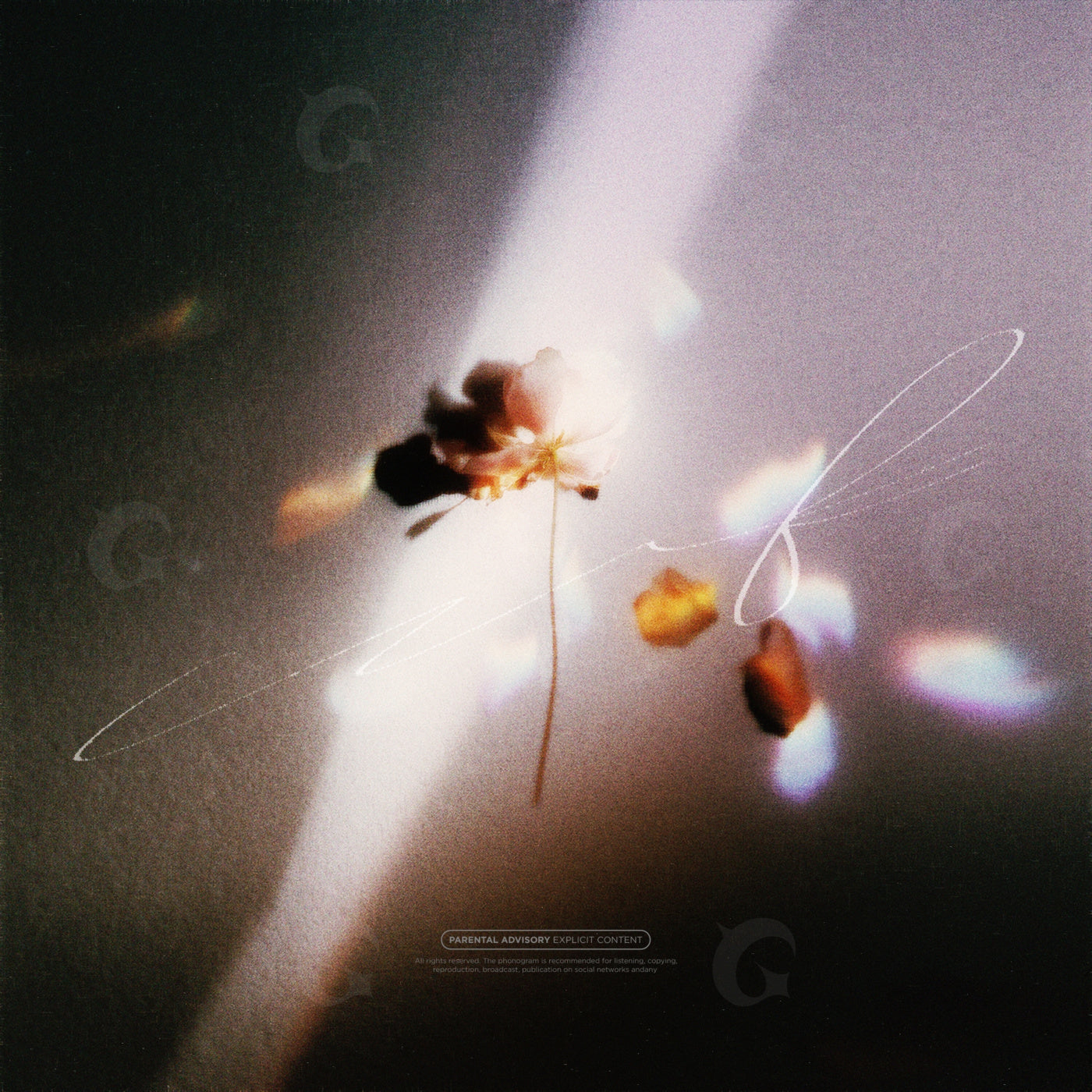 Faded petal drift