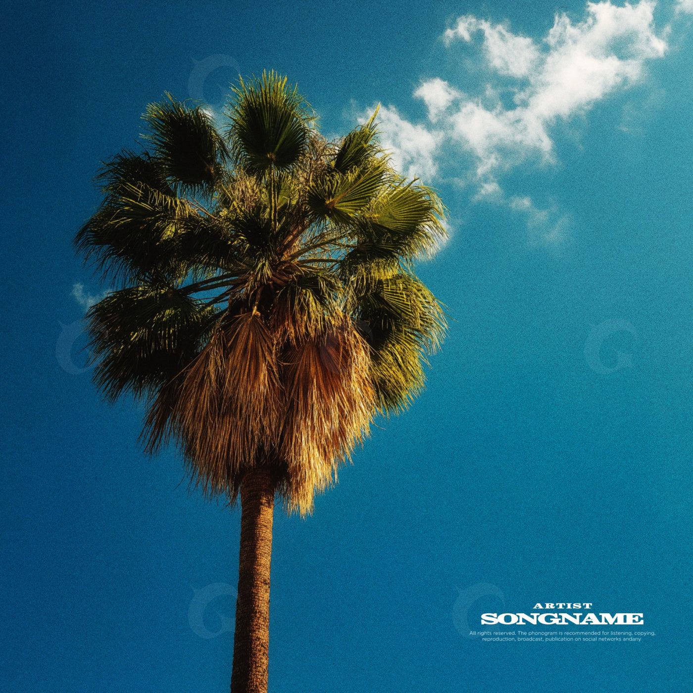 Palm tree skyline