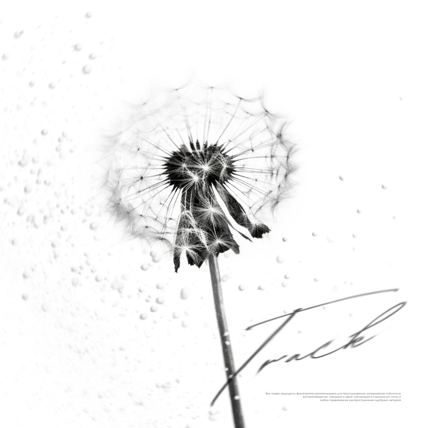 Dandelion seed dance