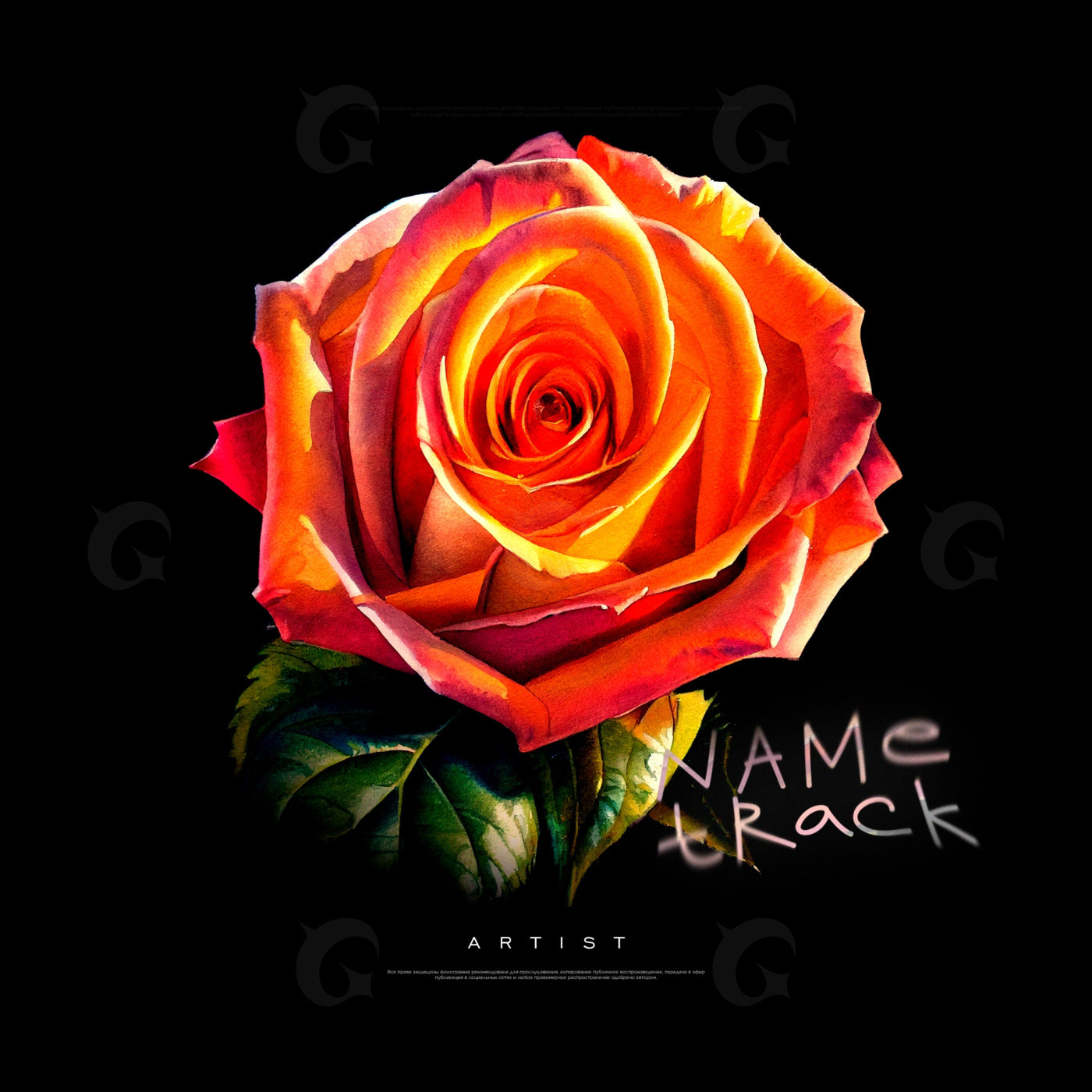Radiant rose bloom