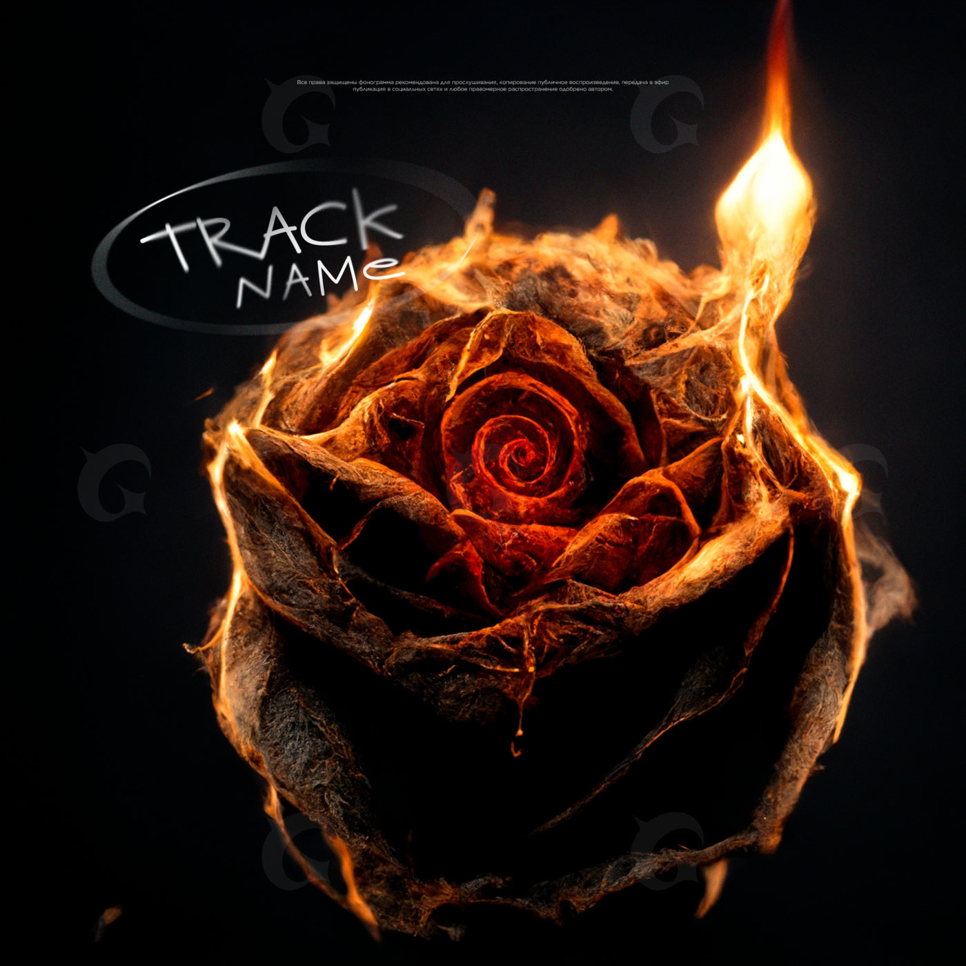 Burning velvet rose