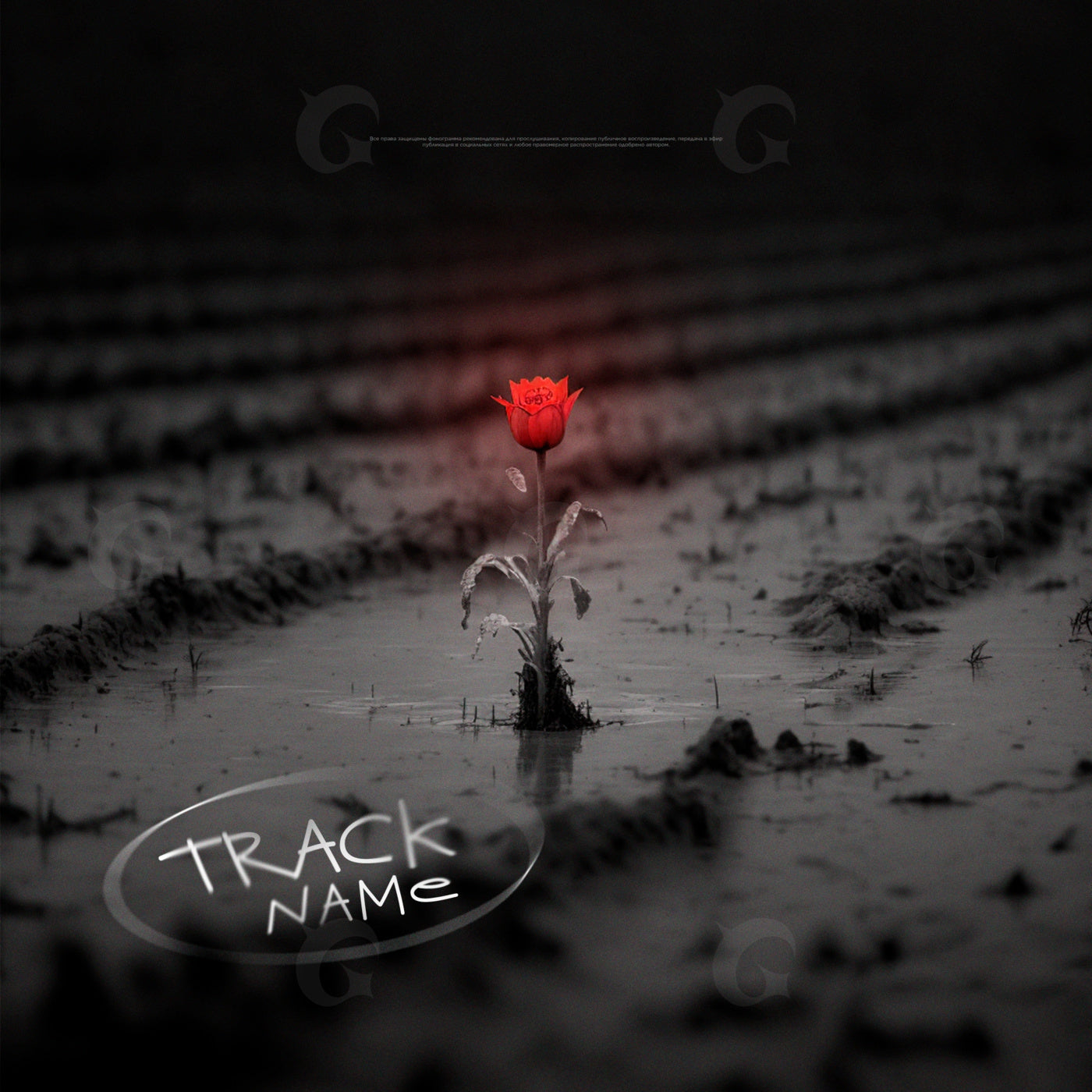 Solitary tulip rising