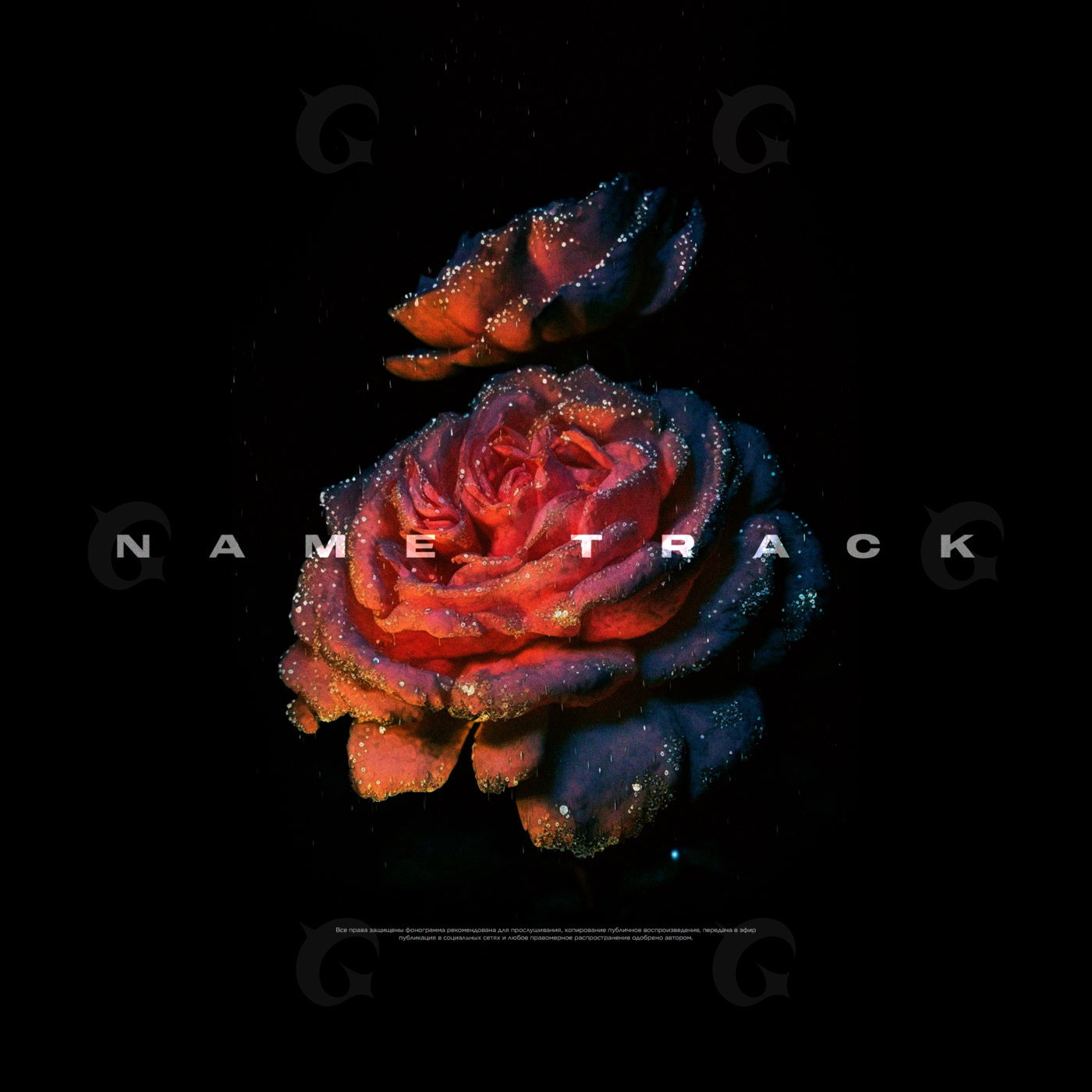 Rose in night
